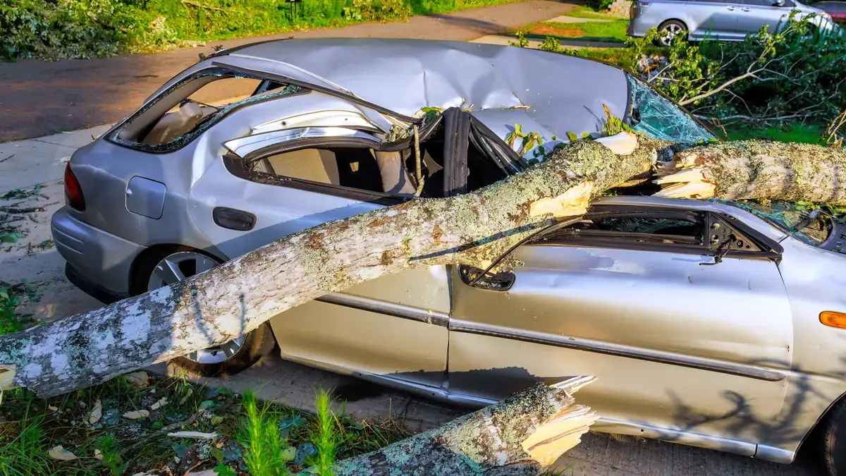 A large tree fallen across a parked car